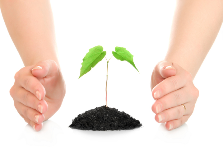 woman hands protecting small green plant